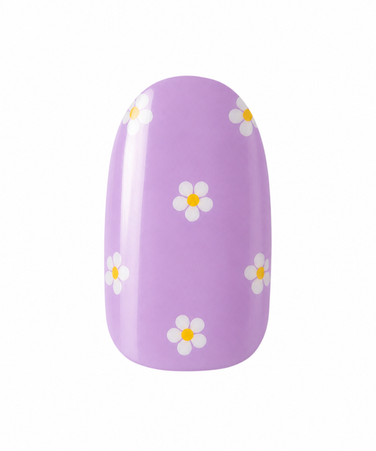 Daisy Lilac